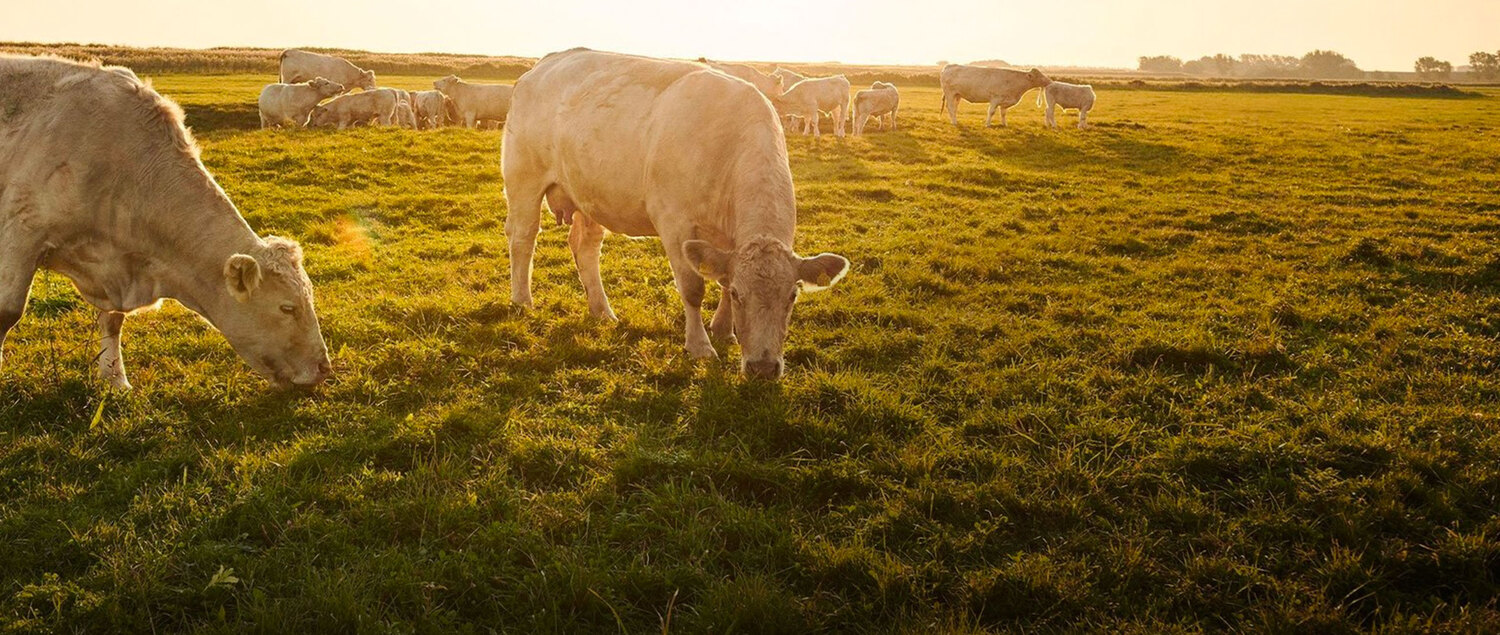 Im Vordergrund grasen bei Sonnenaufgang zwei Kühe auf einer saftig grünen Weide. Im Hintergrund ist eine Kuhherde zu sehen. 