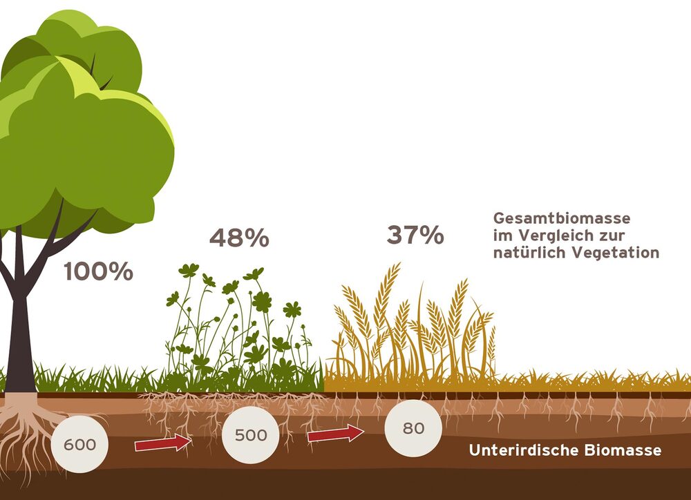 Bildliche Darstellung von Agrarökologischen Prozessen 4