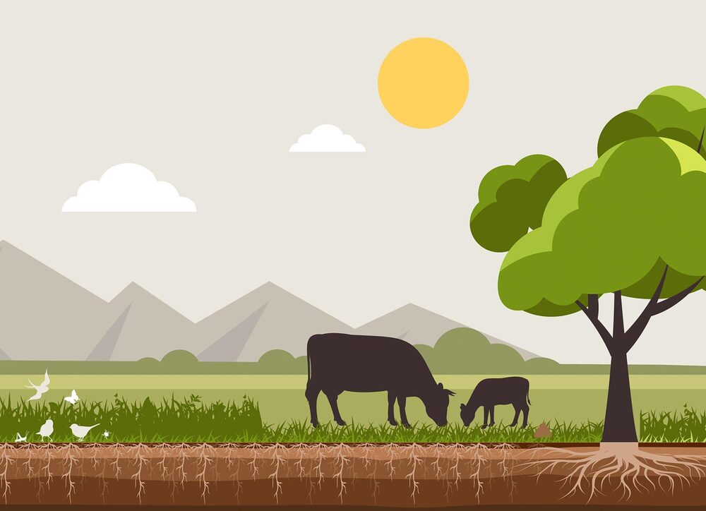 Animiertes Bild von einer Kuh und einem Kalb auf einer Wiese beim grasen